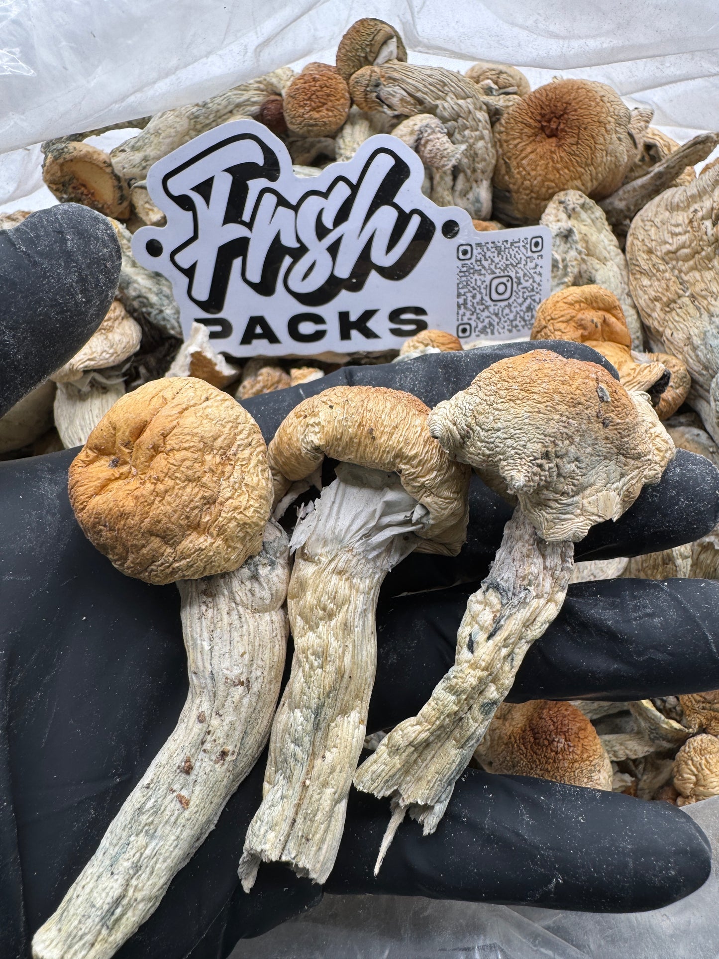 HILLBILLY 🍄🍄‍🟫