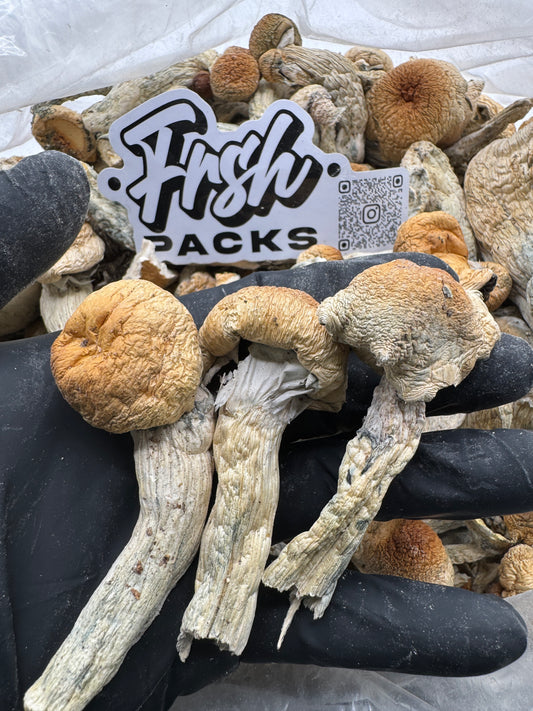 HILLBILLY 🍄🍄‍🟫