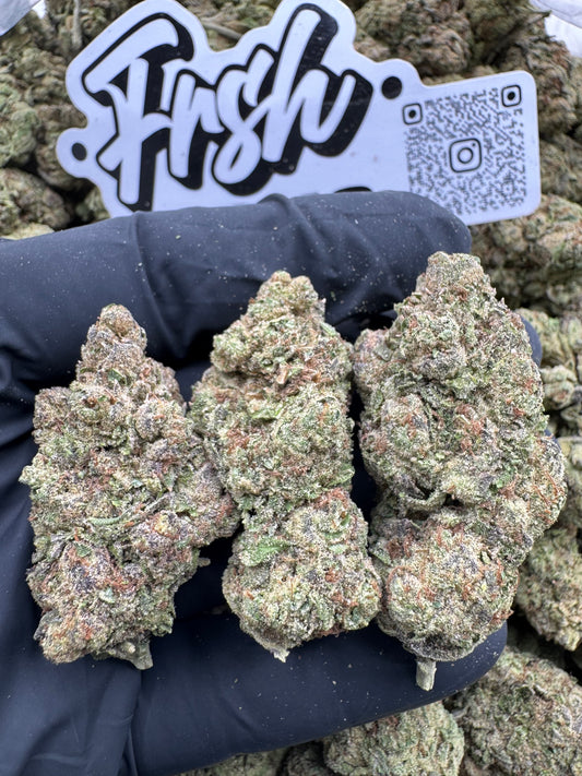 GELATO 45
